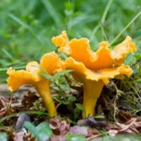 Купить Грибы Лисичка мицелий