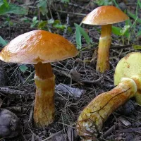 Купить Грибы Масленок мицелий