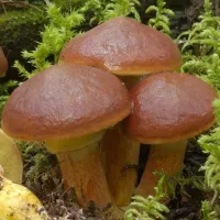 Купить Грибы Масленок мицелий