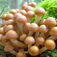 Купить Грибы Опенок летний на древесной палочке