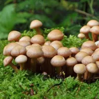 Купить Грибы Опенок летний на древесной палочке