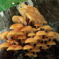 Купить Грибы Опята зимние на древесной палочке