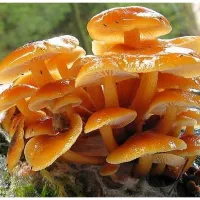 Купить Грибы Опята зимние на древесной палочке