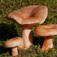 Купить Грибы Рыжик деликатесный