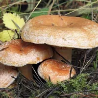 Купить Грибы Рыжик деликатесный