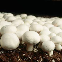 Купить Грибы Шампиньон