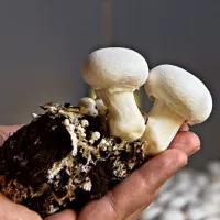 Купить Грибы Шампиньон