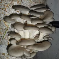 Купить Грибы Вешенка