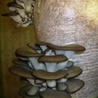 Купить Грибы Вешенка