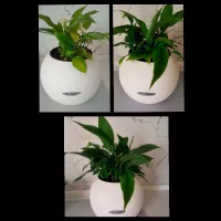 Купить HB - 101 стимулятор роста, удобрение 101