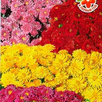 Купить Хризантема корейская Звезды галактики