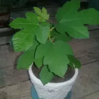 Купить семена Инжир садовый