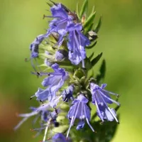 Купить семена Иссоп Дачный лекарь