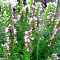 Купить семена Иссоп Дачный лекарь