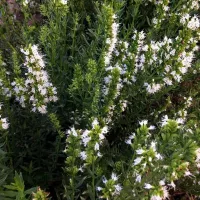 Купить семена Иссоп лекарственный белый