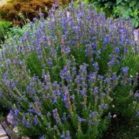 Купить семена Иссоп лекарственный Голубой