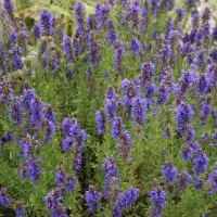 Купить семена Иссоп лекарственный Голубой