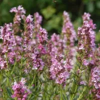 Купить Иссоп лекарственный розовый