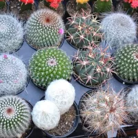 Купить Кактус Непоседа