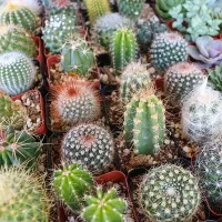 Купить Кактус Непоседа