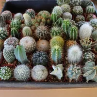 купить Кактусы Элита смесь