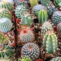 купить Кактусы Элита смесь