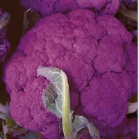 Купить семена Капуста цветная Пурпурная головушка