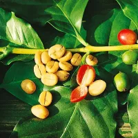 Купить семена Кофе арабика