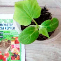 Купить Корнестим