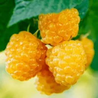 Купить Малина Золотые купола