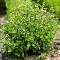 Купить семена Майоран Байкал