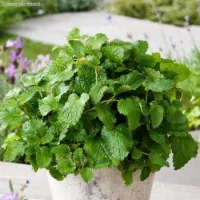 Купить семена Мелисса Лимонный аромат