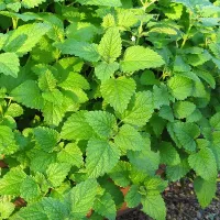 Купить семена Мелисса Лимонный аромат