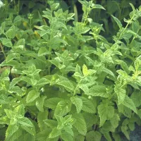 Купить семена Мелисса Лимонный бальзам