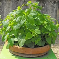 Купить семена Мелисса Лимонный бальзам