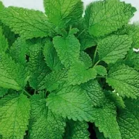 Купить семена Мелисса  Мандариновый аромат