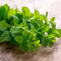 Купить семена Мелисса Лимонные дольки