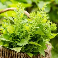 Купить семена Мелисса Жемчужина