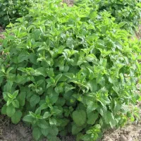 Купить семена Мелисса Жемчужина