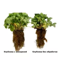 Купить Микориза для комнатных