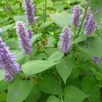 Купить Семена Многоколосника Морщинистого