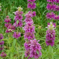 Купить семена Монарда Лимонный аромат