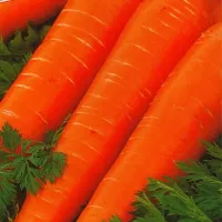 Купить Морковь Дордонь на ленте 6 м