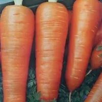 Купить семена Морковь Настена-сластена в пакете