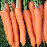 Купить семена Морковь Нектар F1