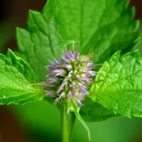 Купить семена Мята Корейская