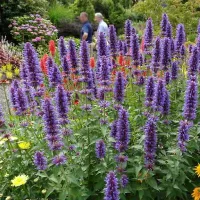 Купить семена Мята Мексиканская Аметист