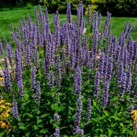 Купить семена Мята Мексиканская Аметист