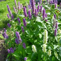 Купить семена Мята Морская симфония