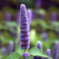 Купить семена Мята Морская симфония